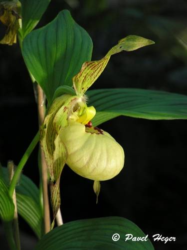 Cypropedium fasciolatum x pubescens